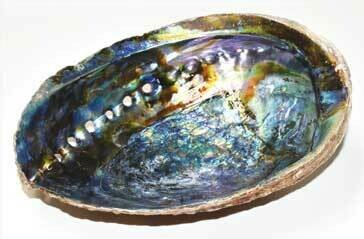 Abalone Shell 6-7"